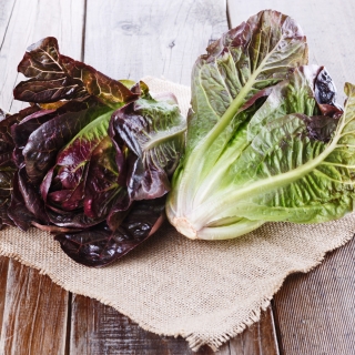 Салат Мунред мини ромейн