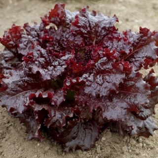 Салат Рубиновый браслет