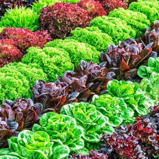 Смесь салатных культур Фризл сизл