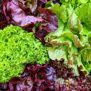 Смесь салатных культур Португальская