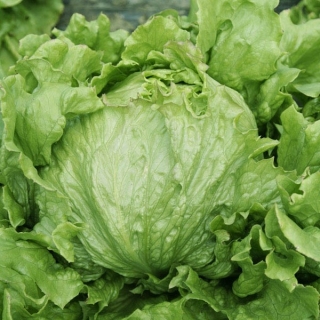 Салат Тарзан