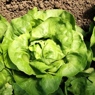 Салат Варна (Rijder Seeds)