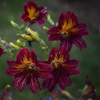 Сальпиглоссис Кофе с молоком