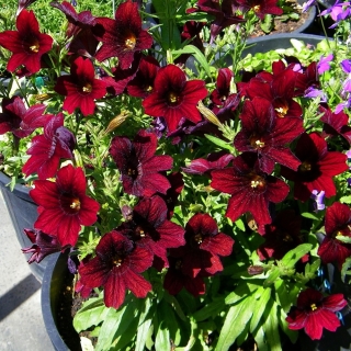 Сальпиглоссис Кофе с Молоком