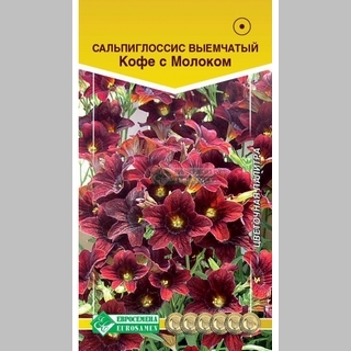 Сальпиглоссис Кофе с Молоком
