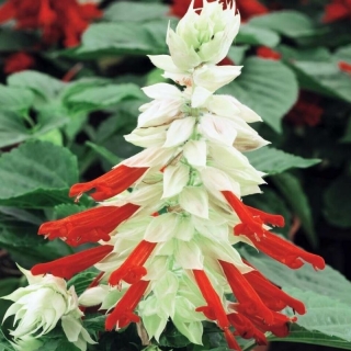 Сальвия Кассиопея