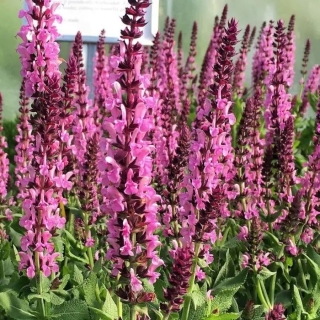 Сальвия Розовая лента