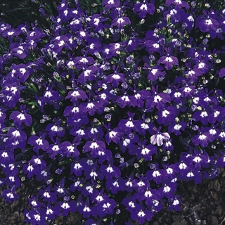 Лобелия Сапфир плетистая