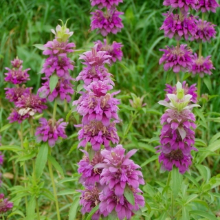 Бергамот Солнцевский Семко лимонный