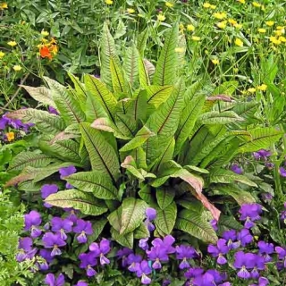 Щавель Кровавая Мэри