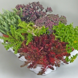 Седум Бархатный ковёр (Очиток)