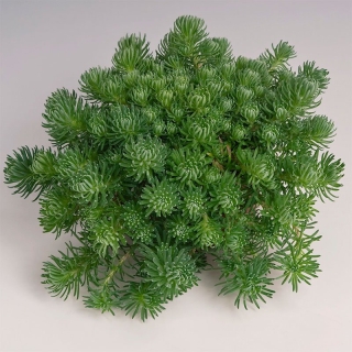 Седум Форстера Оракл