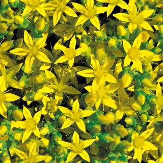 Седум Каменная роза (очиток)