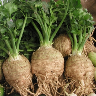 Сельдерей Гигант Даниш (Датский великан) корневой