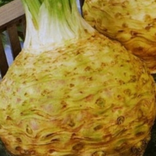 Сельдерей Есаул корневой