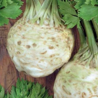 Сельдерей Яблочный корневой