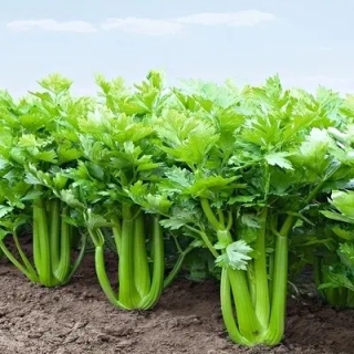 Сельдерей Атлант (черешковый и листовой)