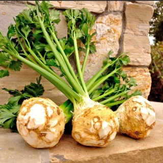 Сельдерей Яблочный (корневой)