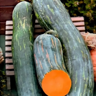 Тыква Семейная