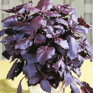 Базилик Рози