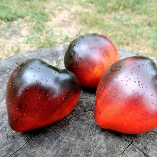 Томат Одинокое Сердце Сержанта Пеппера (большой пакет)