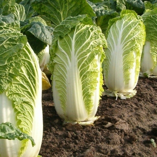 Капуста Северная красавица F1