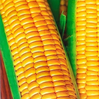 Кукуруза Шайнрок F1