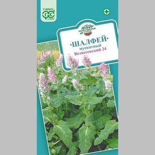 Шалфей Вознесенский 24 мускатный