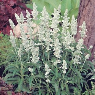 Шалфей Виктория Вайт