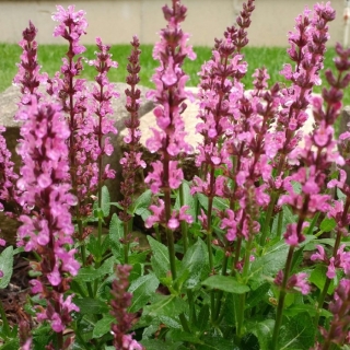 Шалфей New Dimension Rose дубравный (большой пакет)