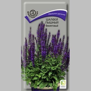 Шалфей Фиолетовый (дубравный) пышный
