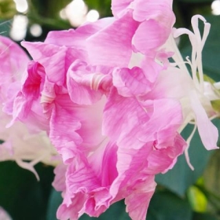 Ипомея Шантеклер