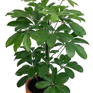 Шеффлера Звездолистная