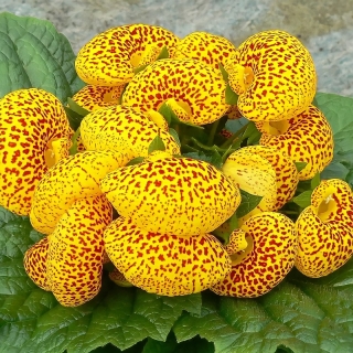 Кальцеолярия Дэинти F1 Черевички Желтые