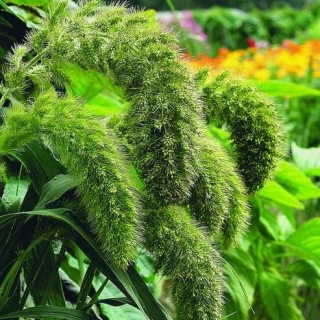 Щетинник Страна Любви итальянский