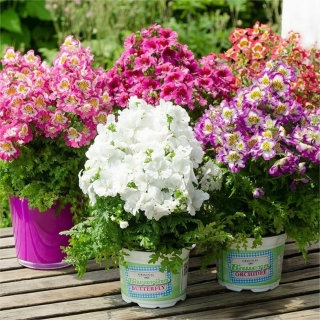 Схизантус Angel Wings Mixed (визетонский) (большой пакет)