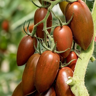 Томат Шоколадка F1