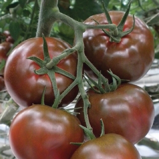 Томат Шоколадобиф
