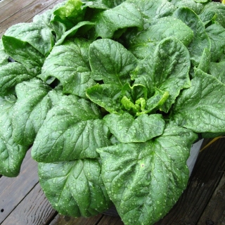 Шпинат Богатырь