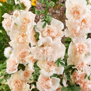 Шток-роза Мажоретт Шампань (махровая)