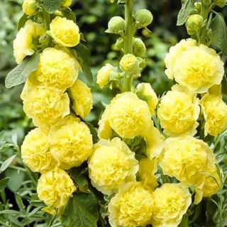 Шток-роза Жёлтая (мальва)