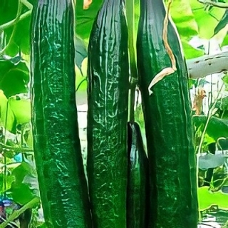 Огурец Сибирский Гигант F1