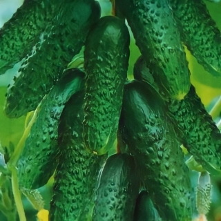 Огурец Сибирский Пучок F1