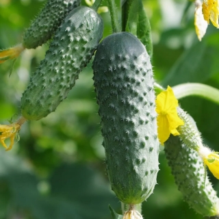 Огурец Сибирский многодетный F1