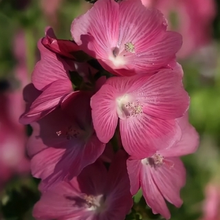 Сидальцея Королева сада