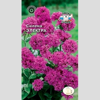 Силена Электра (смолевка)