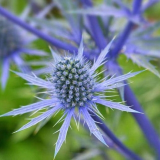 Синеголовник Альпийское небо