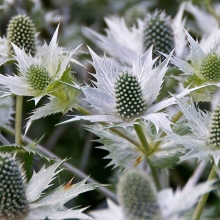 Синеголовник Silver Salentino (большой пакет)