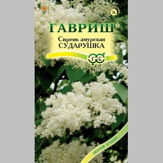 Сирень Сударушка амурская