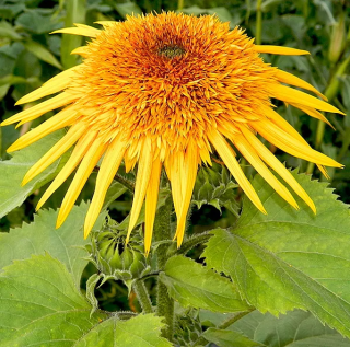 Подсолнечник Сириус